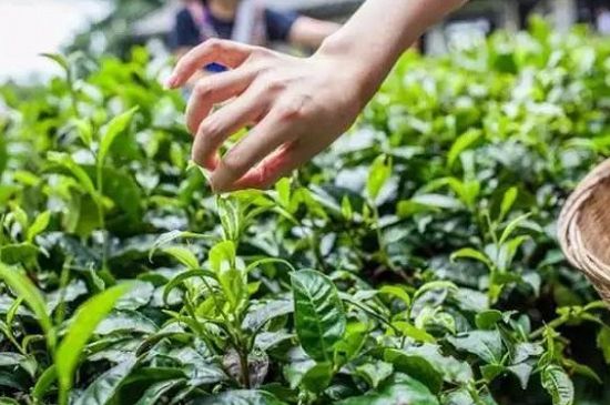 綠茶加工工藝流程圖，綠茶的加工制作包含哪幾個步驟？
