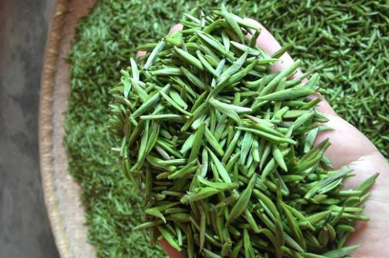 采茶的方法與步驟，如何正確采摘茶葉？