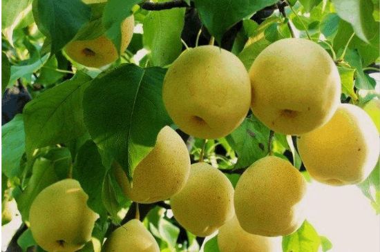 一把真正的本山綠泥壺最低多少錢，什么價格能買到本山綠泥紫砂壺？