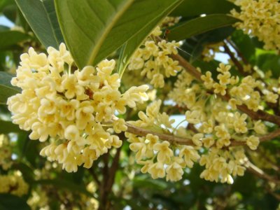 桂花泡茶禁忌，桂花泡水喝的9大禁忌