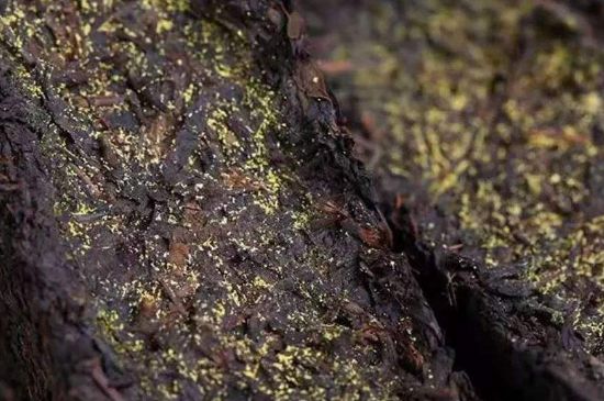 茯磚茶與普洱茶哪個(gè)好，茯茶和普洱茶口味區(qū)別