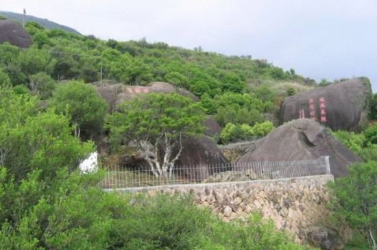 宋種一號價值為什么高，鳳凰單樅宋種1號價格與產(chǎn)量多少？