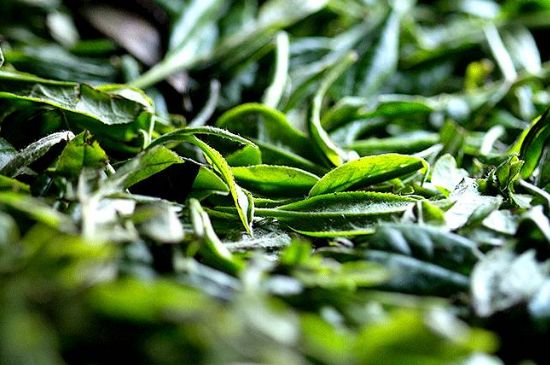 荒野銀針市場(chǎng)價(jià)多少，真正的荒野白毫銀針多少錢(qián)？