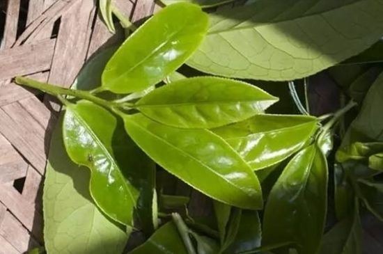 鴨屎香茶哪些人不能飲，什么人不能喝鴨屎香