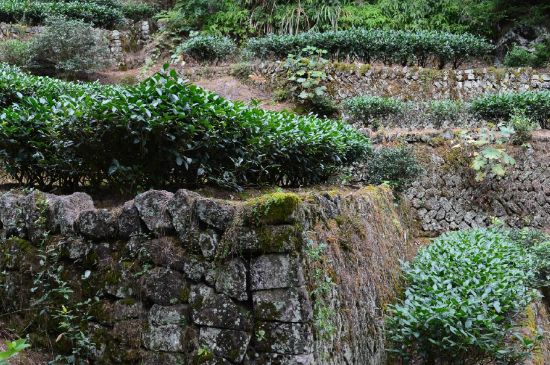 拼配的馬頭巖肉桂，還配叫馬肉嗎？請(qǐng)叫它“馬頭巖大紅袍”
