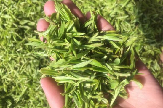 龍井好喝還是毛尖好喝，綠茶是龍井好還是毛尖好？