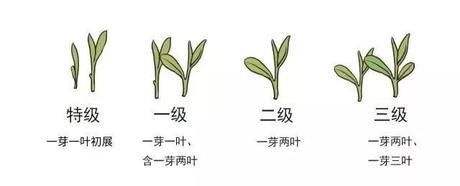 烏牛早和龍井的區(qū)別圖片，龍井43號和烏牛早茶的對比
