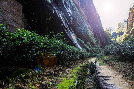 肉桂茶和大紅袍哪個(gè)貴，武夷山肉桂與大紅袍的價(jià)格比較