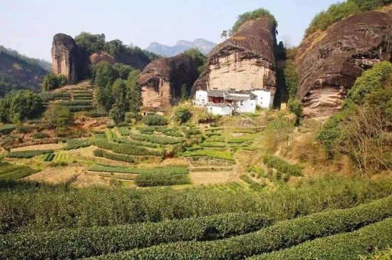 馬頭巖肉桂是大紅袍嗎，大紅袍肉桂屬于什么茶？