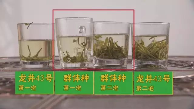 烏牛早和龍井的區(qū)別圖片，龍井43號和烏牛早茶的對比
