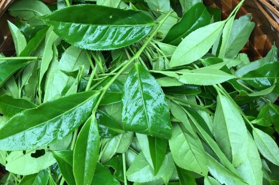 大紅袍可以放10年嗎，大紅袍放了十年能喝嗎