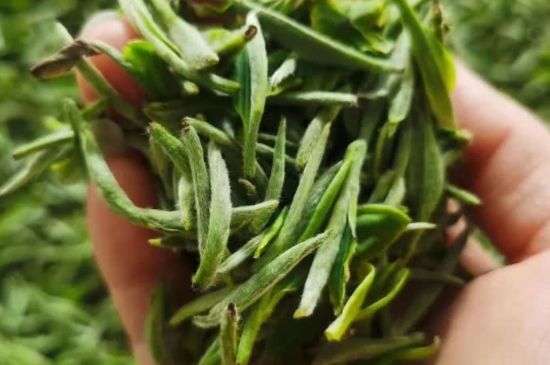 金壇雀舌算不算好茶，金壇雀舌屬于什么檔次茶葉？