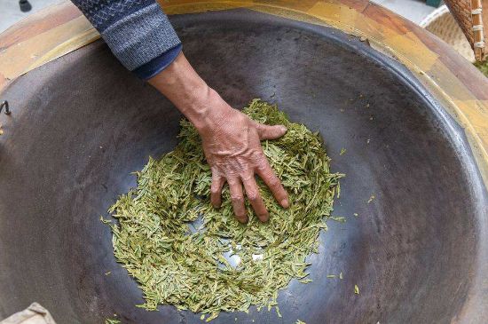 雀舌有一股青草味，雀舌為什么有青草味？