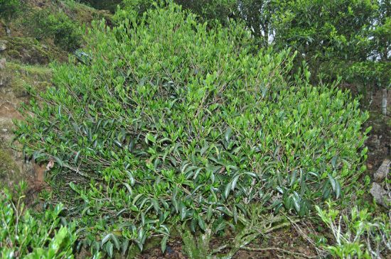 肉桂茶屬于紅茶嗎，牛欄坑肉桂是紅茶還是綠茶？