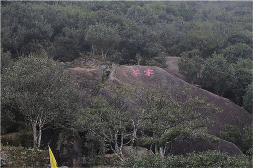 宋種一號價值為什么高，鳳凰單樅宋種1號價格與產(chǎn)量多少？