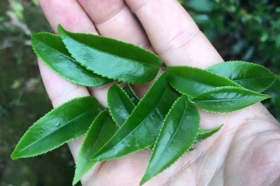 鋸朵仔跟鴨屎香哪個貴，鋸朵子和鴨屎香哪個好喝？