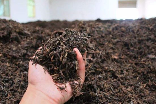 茯磚茶與普洱茶哪個(gè)好，茯茶和普洱茶口味區(qū)別