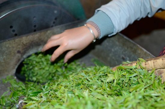 雀舌有一股青草味，雀舌為什么有青草味？