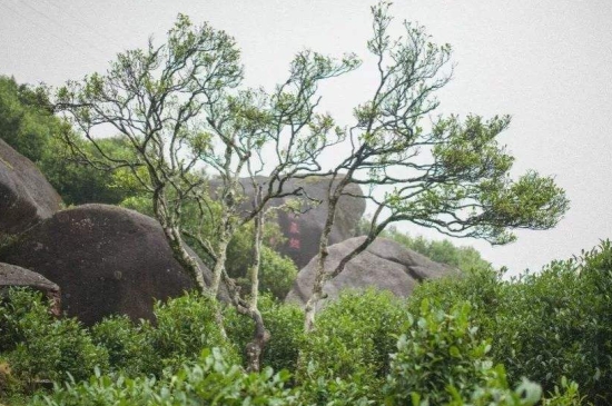 宋種一號價值為什么高，鳳凰單樅宋種1號價格與產(chǎn)量多少？