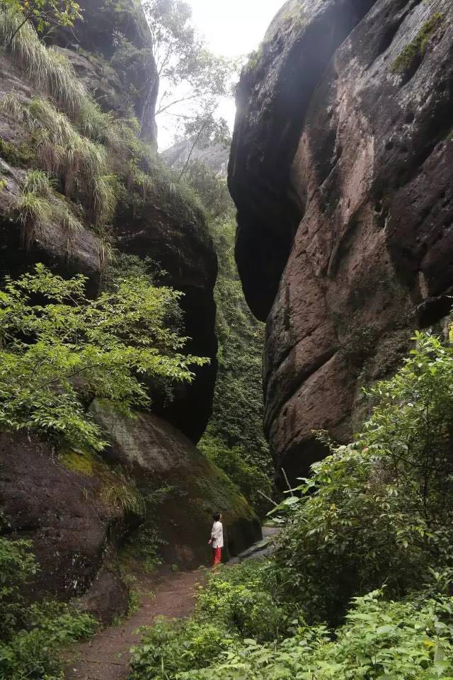 武夷山為什么盛產(chǎn)茶葉，武夷山茶為什么好喝？