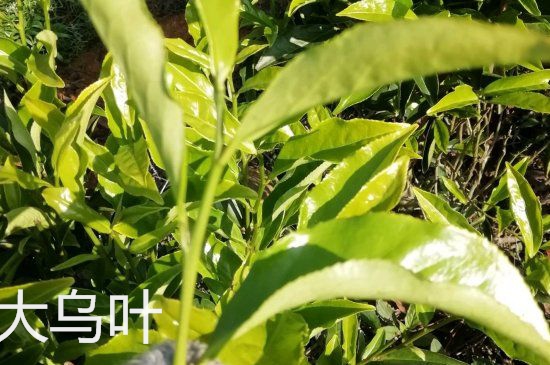 鴨屎香和大烏葉是同一種茶葉嗎，單叢大烏葉和鴨屎香有什么區(qū)別？