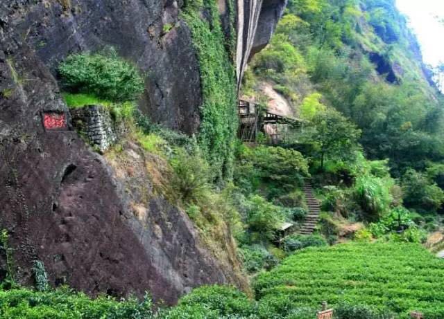 武夷山為什么盛產(chǎn)茶葉，武夷山茶為什么好喝？