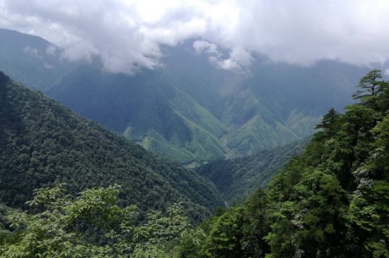 300塊錢的金駿眉能喝嗎，兩三百多金駿眉和一千多區(qū)別