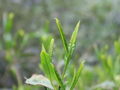 六安瓜片的功效與禁忌，六安瓜片適合什么人喝