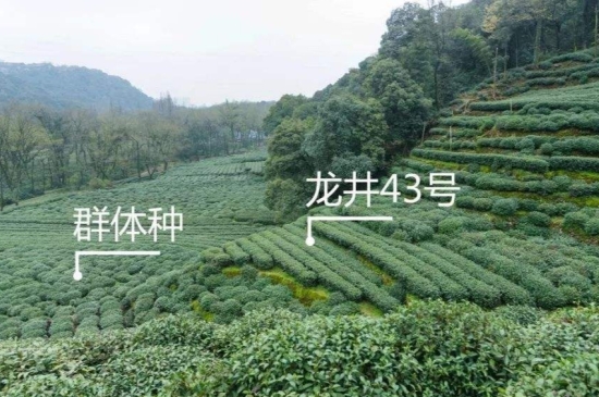 43號(hào)龍井屬于好茶嗎，龍井茶43號(hào)是什么意思？