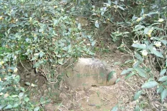 母樹大紅袍給誰喝了，為什么母樹大紅袍叫三棵六株？