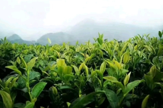 一天3杯紅茶抗癌，常飲紅茶對身體有好處！