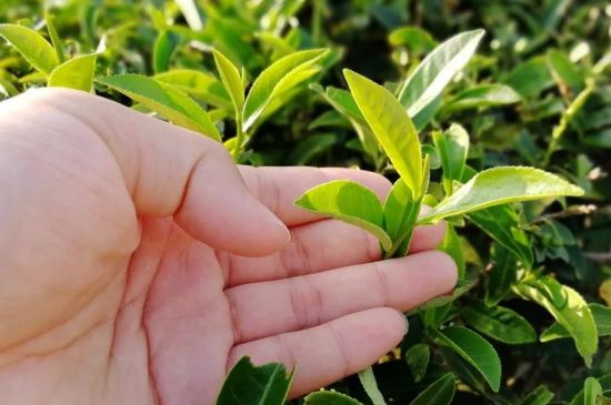 大紅袍四大品種有哪些，大紅袍的種類和著名品種特點(diǎn)介紹