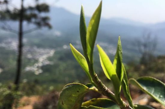 鳳凰單樅什么人不能喝，哪些人不能飲單叢茶