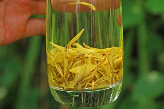 茶中奇葩黃金芽，安吉白茶中黃金芽的特點(diǎn)