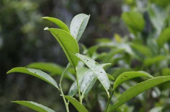 單叢茶十大香型以及常見(jiàn)品種大全，潮安鳳凰單樅十大名香歸類(lèi)