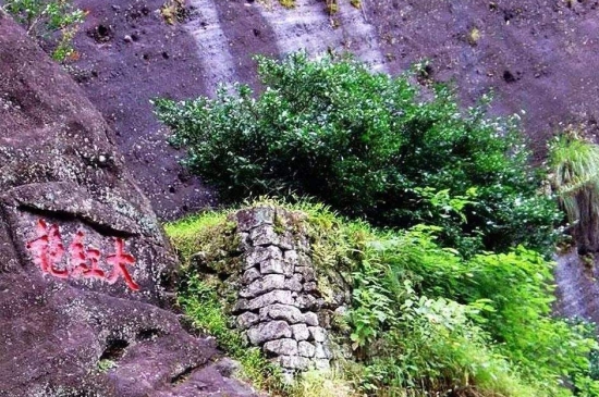 宋種一號價值為什么高，鳳凰單樅宋種1號價格與產(chǎn)量多少？