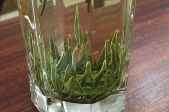 竹葉青和雀舌哪個(gè)貴，竹葉青茶貴嗎？