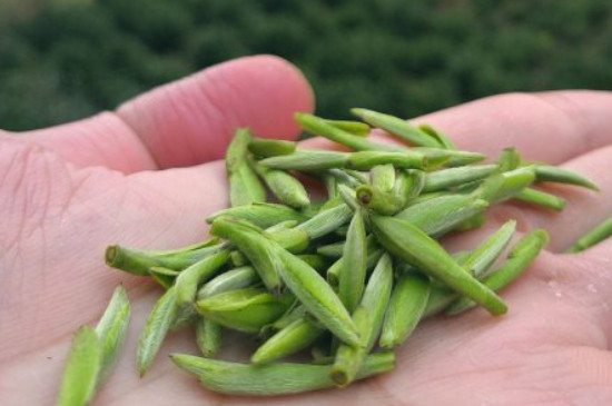 什么綠茶茶葉唇齒留香，哪個(gè)品種綠茶香氣好？