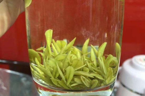 茶中奇葩黃金芽，安吉白茶中黃金芽的特點(diǎn)