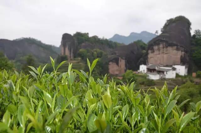 武夷山為什么盛產(chǎn)茶葉，武夷山茶為什么好喝？