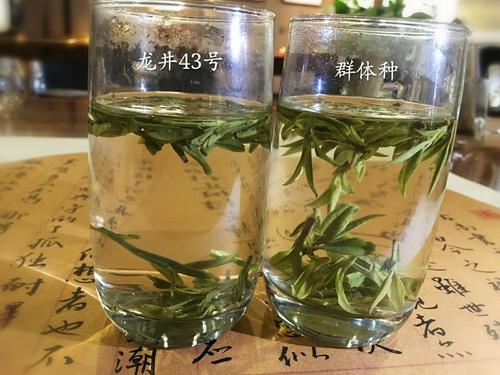 烏牛早和龍井的區(qū)別圖片，龍井43號和烏牛早茶的對比