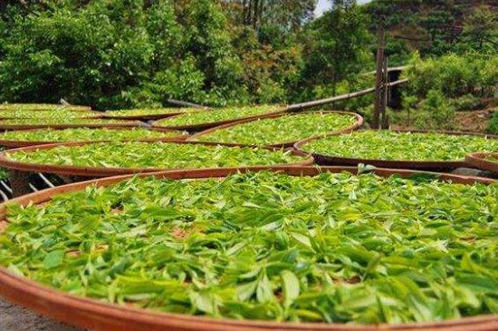 單叢茶十大香型以及常見(jiàn)品種大全，潮安鳳凰單樅十大名香歸類(lèi)