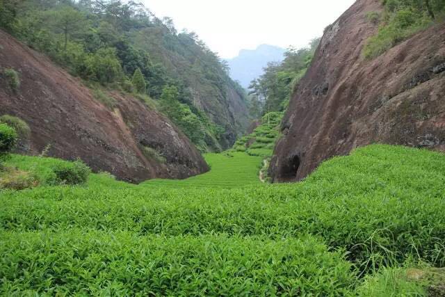 武夷山為什么盛產(chǎn)茶葉，武夷山茶為什么好喝？
