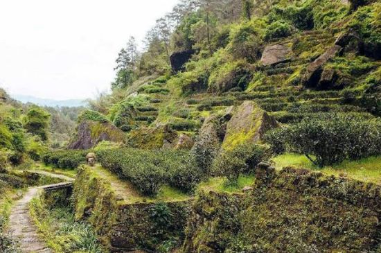 肉桂茶和大紅袍哪個(gè)貴，武夷山肉桂與大紅袍的價(jià)格比較