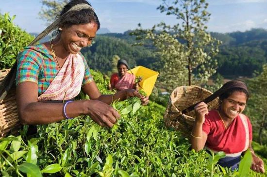 中國(guó)最好紅茶排名，中國(guó)最著名的十大紅茶