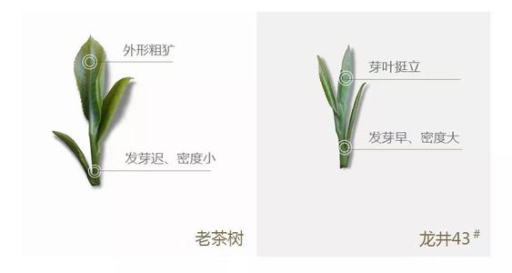 43號(hào)龍井屬于好茶嗎，龍井茶43號(hào)是什么意思？
