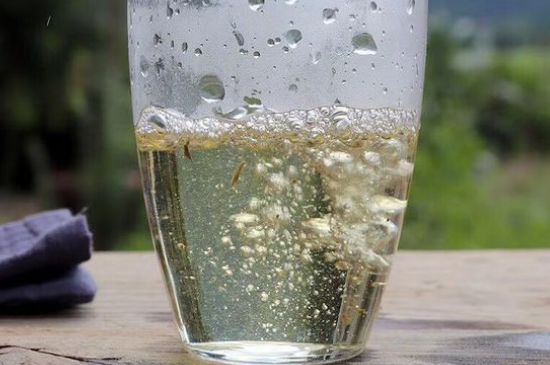 三年白茶賽砒霜，這是真的嗎？