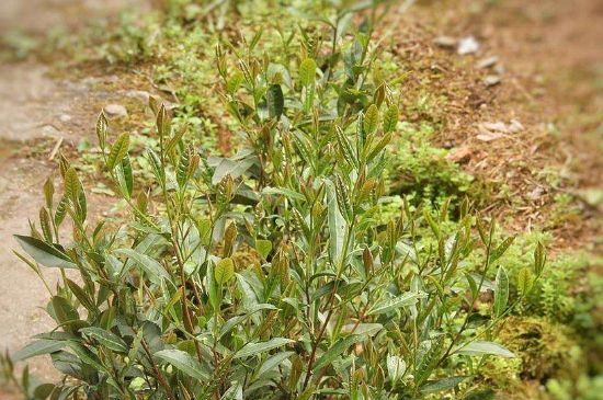 大紅袍四大品種有哪些，大紅袍的種類和著名品種特點(diǎn)介紹