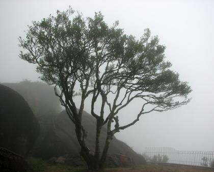 宋種一號價值為什么高，鳳凰單樅宋種1號價格與產(chǎn)量多少？