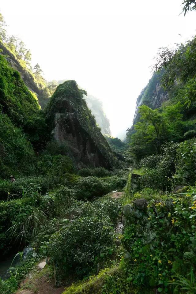 武夷山為什么盛產(chǎn)茶葉，武夷山茶為什么好喝？